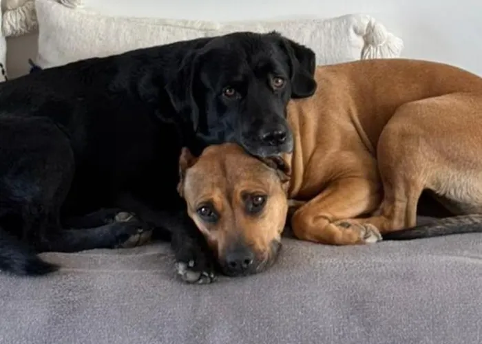 La Des Lauriers Semesterbostad